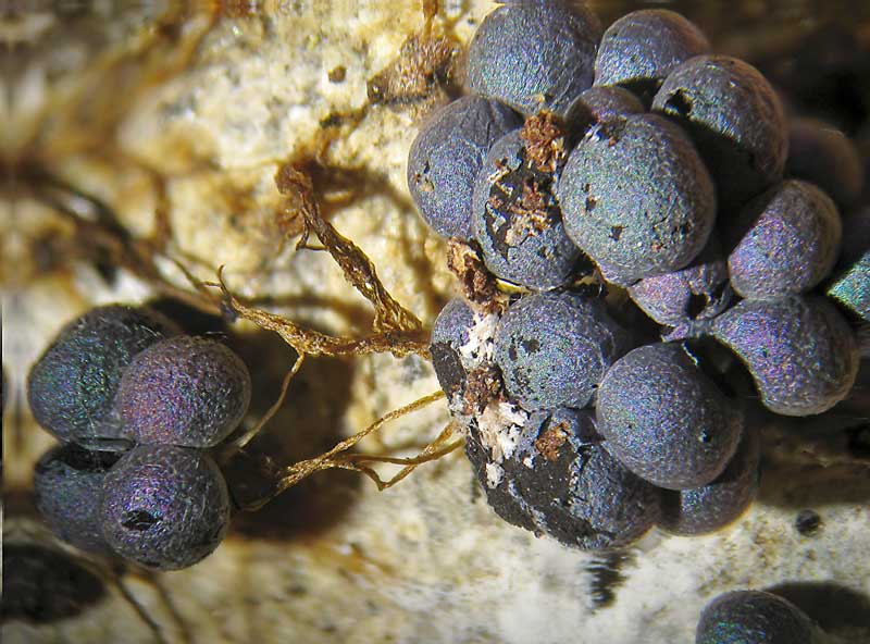 Badhamia da gioielleria...